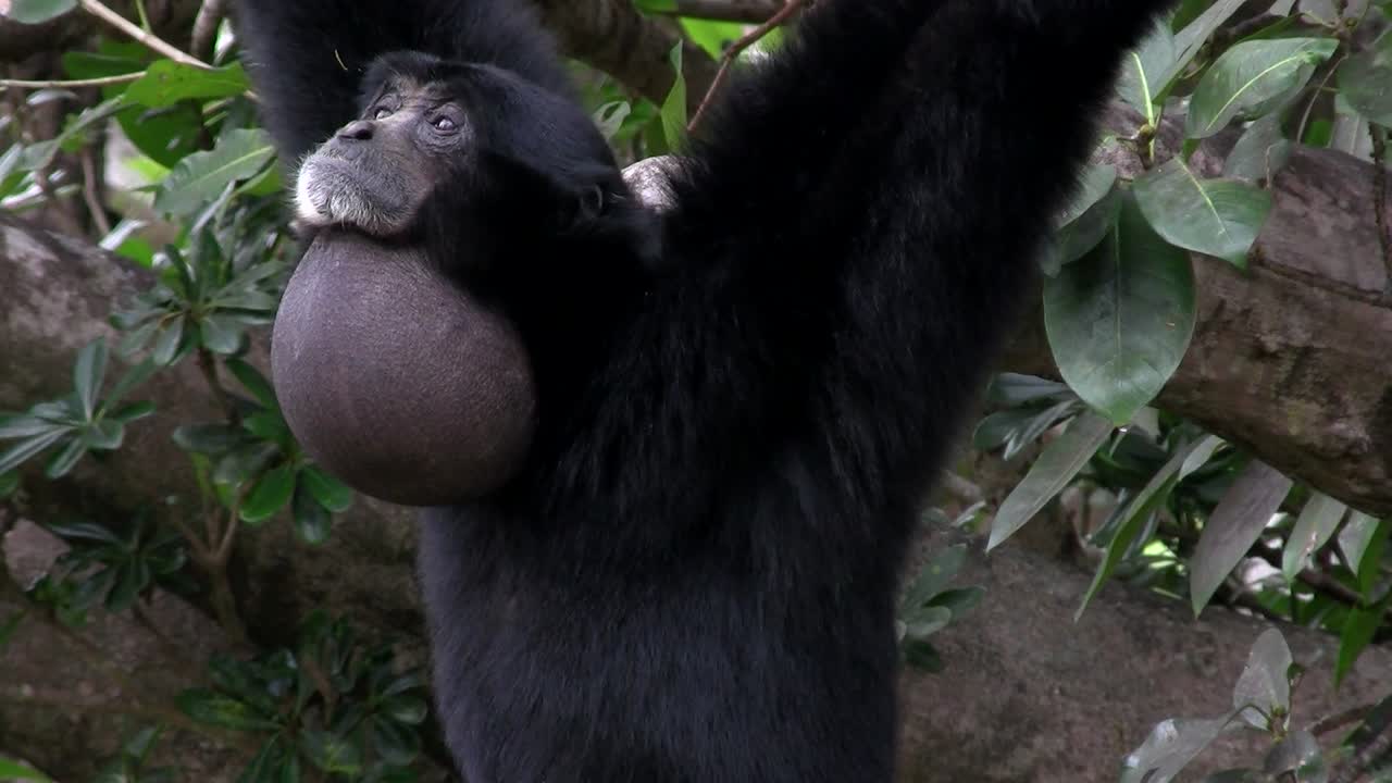 un gibón siamang de indonesia cuelga de un árbol