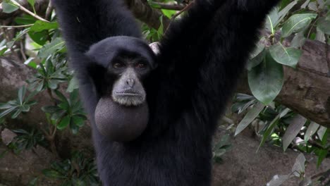 un gibón siamang de indonesia cuelga de un árbol