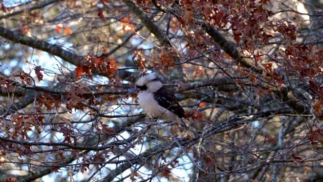 kookaburra sentado en un árbol