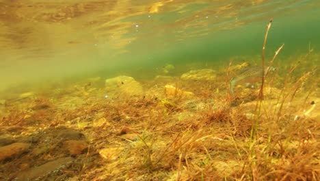 一隻魚被放入山湖中 魚