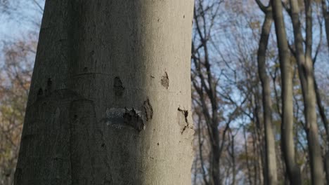 Tree-Bough-in-Fall-An-Old-Tree-in-Forest-in-Autumn