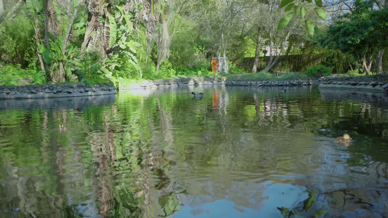 자연 일광 한 지방 공원 잔디 휴가 이파리 브런치 트렁크 나무 나무 녹색 물 오리 거위 거위 새 비둘기 호수 늪 꾸준한 샷 4k