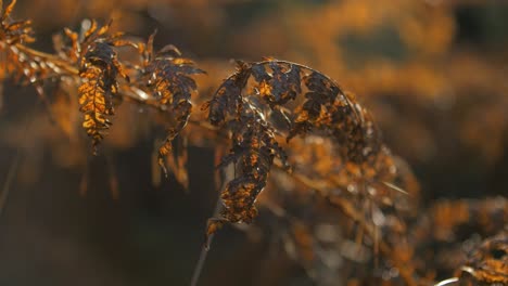 yellowed dry fern leaves swaying in wind, pine tree forest in autumn, autumn natural concept, shallow depth of field, mystical forest background, handheld closeup shot