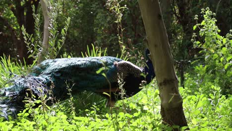 Adult-male-peacock-walking-and-feeding-through-a-forest