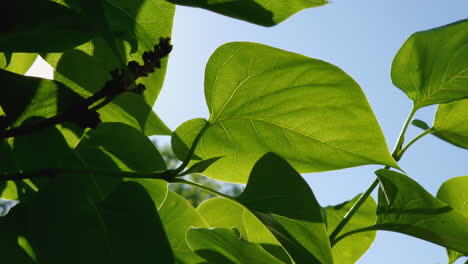 Green-translucent-leaves-in-a-hard-wind-at-a-spring-sunny-day-with-blue-sky-at-background