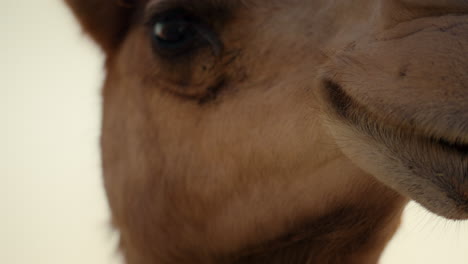 close-up of a camel's eye