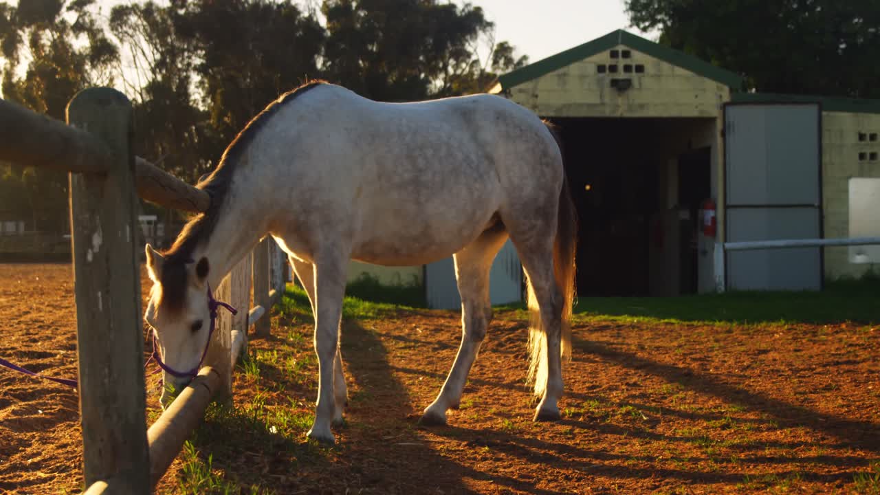 랜치 4k의 말 풀