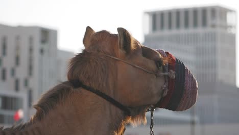 a close-up side profile of a camel wearing a muzzle in an urban setting