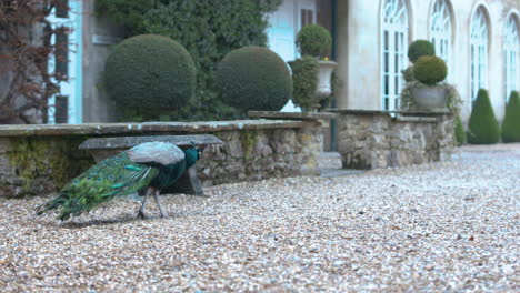 a peacock walking in slow motion