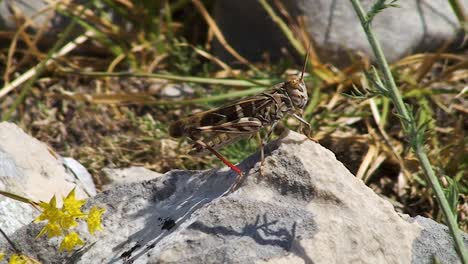 a brown grasshopper with red hind legs sits on a rock right on the coast of the croatian adriatic, a second grasshopper sneaks around the stone