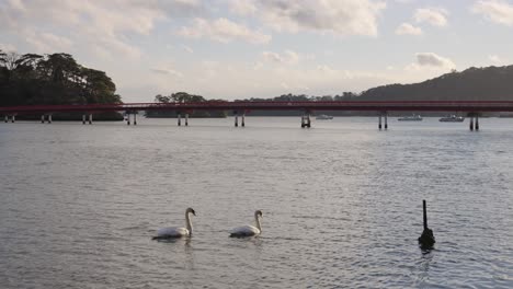 Schwäne-Schwimmen-In-Der-Bucht-Von-Matsushima,-Miyagi,-Japan