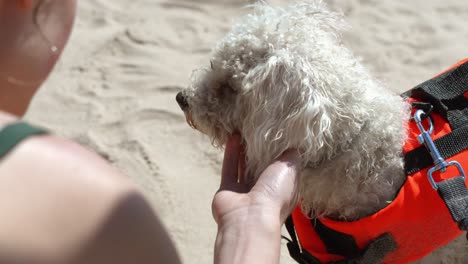 Teasing-furry-friend-rescue-Bichon-Frise-dog-for-fun