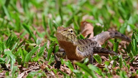 oriental garden lizard, calotes versicolor, moves forward on the green grass and raise its feet in intervals during a hot day