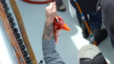 Walking-down-boat-with-rockfish-in-hand