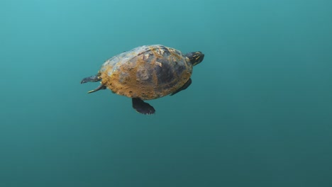 4K-UHD-slow-motion-underwater-of-a-swimming-turtle-in-the-clear-blue-water-of-Weeki-Wachee-Springs-River-and-Silver-Springs-at-Crystal-River-in-Florida,-USA