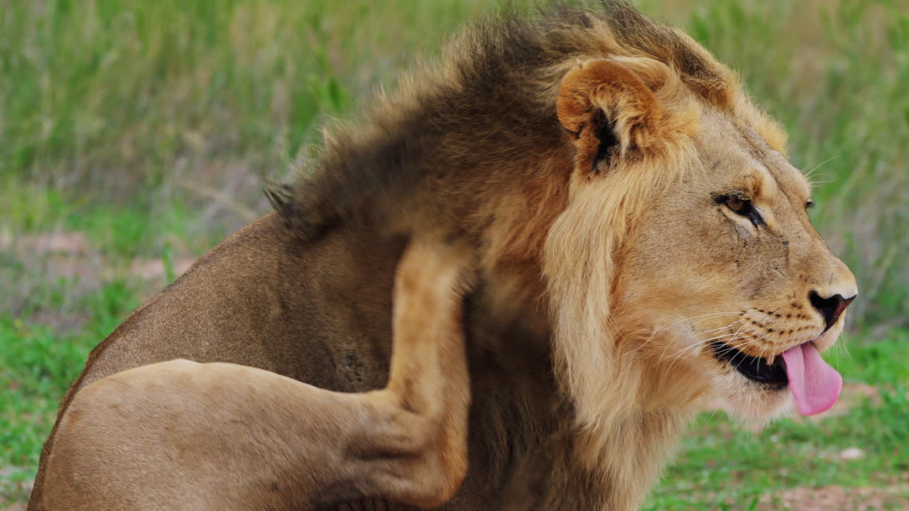 Boční pohled na dospělého lva sedícího na travnaté pláni, jak si drbe svědící hlavu s hustou hřívou v Centrální Kalahari, Botswana.