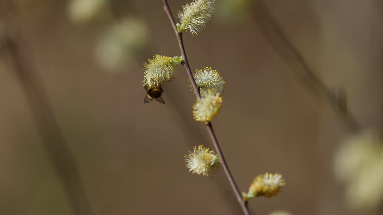 abejorro en los gatos de sauce de primavera