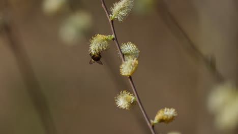 abejorro en los gatos de sauce de primavera