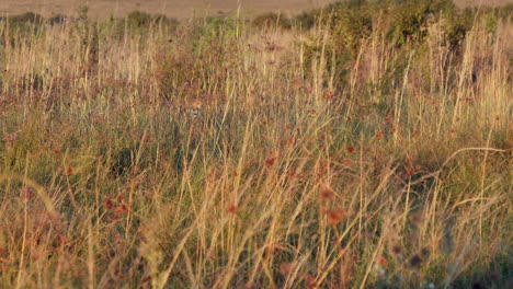 Cheetah-in-Africa-walks-well-camouflaged-through-tall-golden-grassland