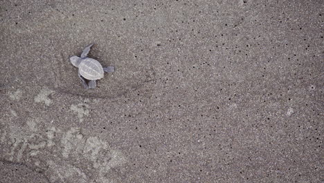 la tortuga marina de oliva ridley, lepidochelys olivacea, se arrastra en la playa de anidación del refugio de vida silvestre de ostional, guanacaste, costa rica