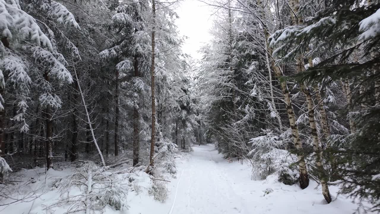Snedækket sti gennem tæt nåleskov i et tjekkisk vinterlandskab. Fredelig naturscene med træer og en dyb vinterstemning.