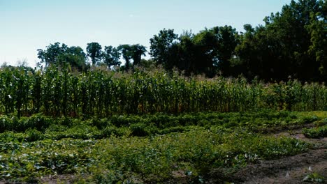 wide shot of sun tilting down to cornfield crops