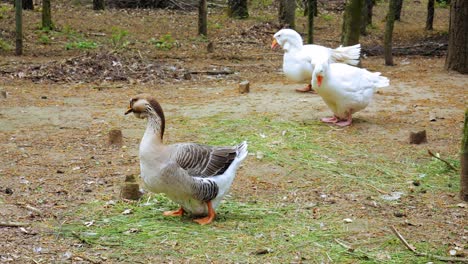 Chinesische-Gänse-Laufen-Und-Fressen-Auf-Dem-Boden