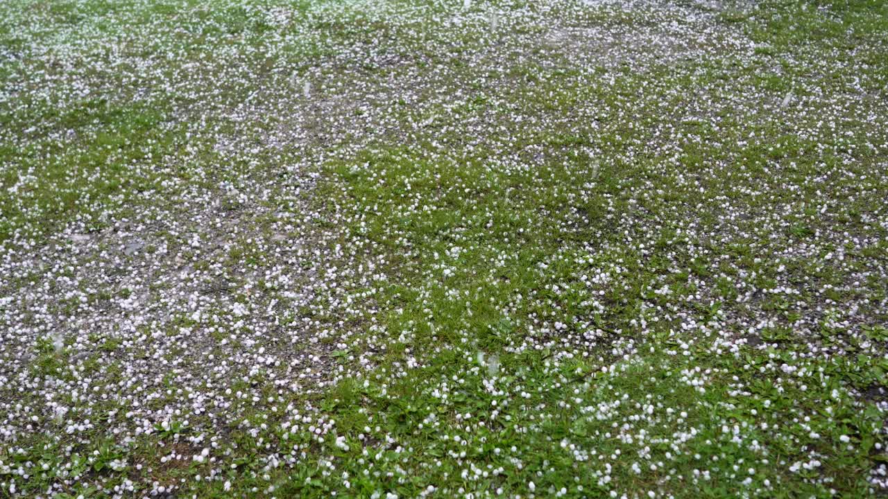 푸른 잔디에 큰 우박이 떨어집니다.