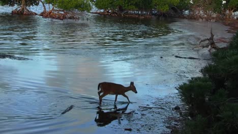 Ein-Reh-Watet-Durch-Wasser-1