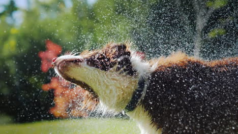 drenched australian shepherd shakes off water splashes fly in all directions slow motion video