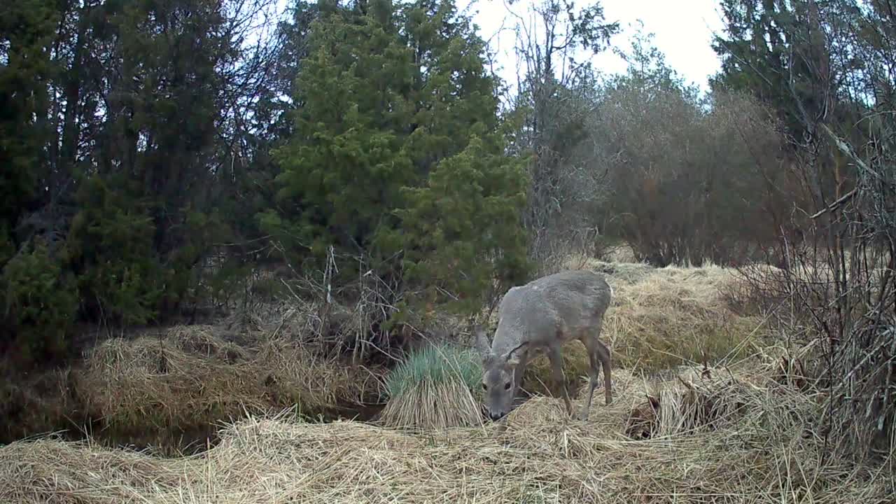 Suspicious Female Roe deer (Capreolus capreolus) sniffing the air near the trail camera in Saaremaa, Estonia.