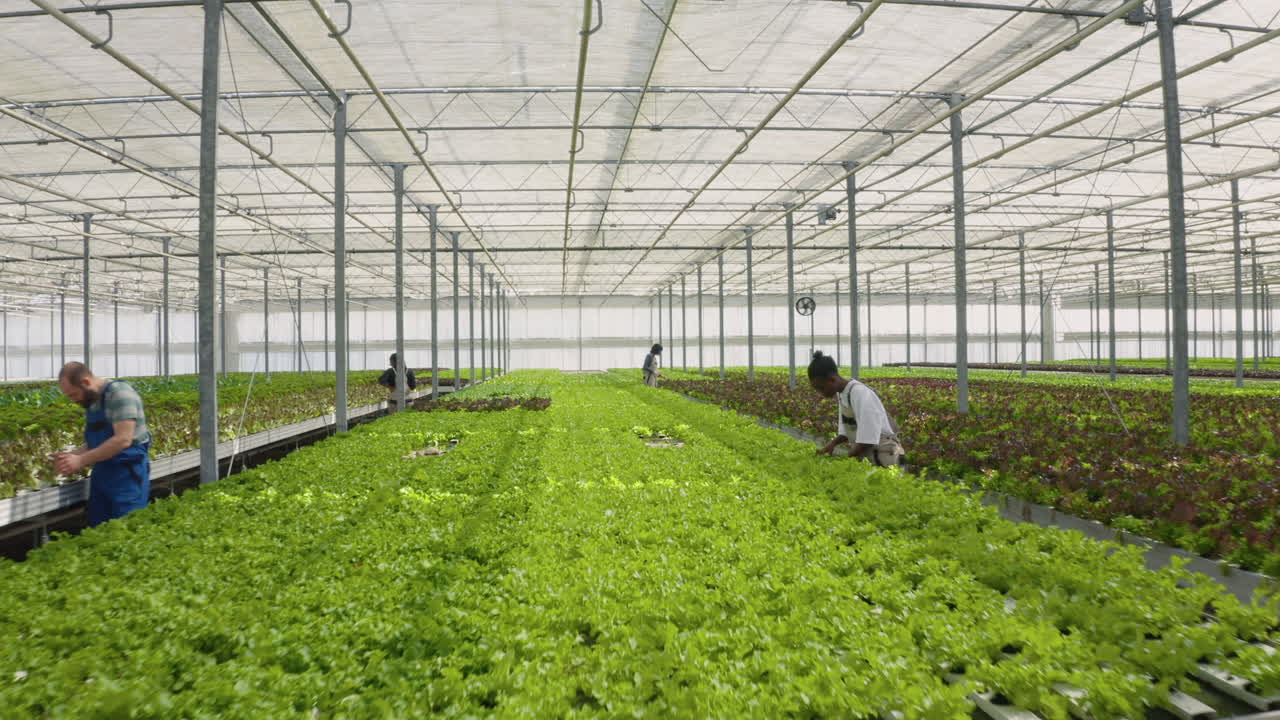 Lettuce Harvesting in a Greenhouse
