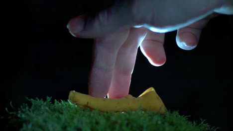 super slow motion spore dispersal of an orange peel fungus - aleuria aurantia