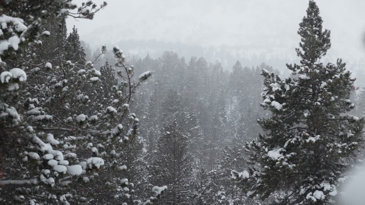 Snow-covered branch reveals a forest in the Andorran mountains. Quiet winter scene with falling snow.