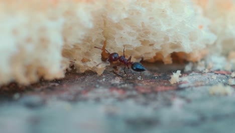 una hormiga marrón tropical limpiando una miga de pan en el pavimento rocoso - piso en el patio trasero tratando de llevarlo a la cualquier colonia