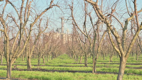 rows of leafless fruit trees in california on a rural farm