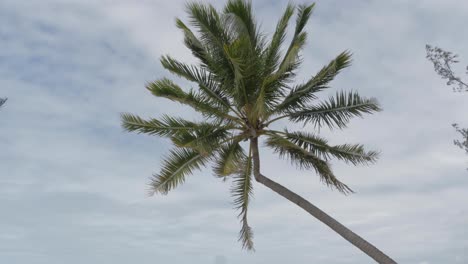 Palmeras-Tropicales-Que-Soplan-En-El-Viento-Con-El-Cielo-Blanco-En-El-Fondo