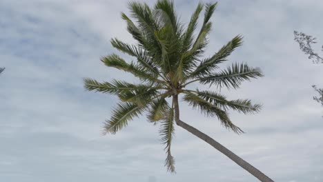 Tropical Palm Trees Blowing In The Wind With White Sky In The Background