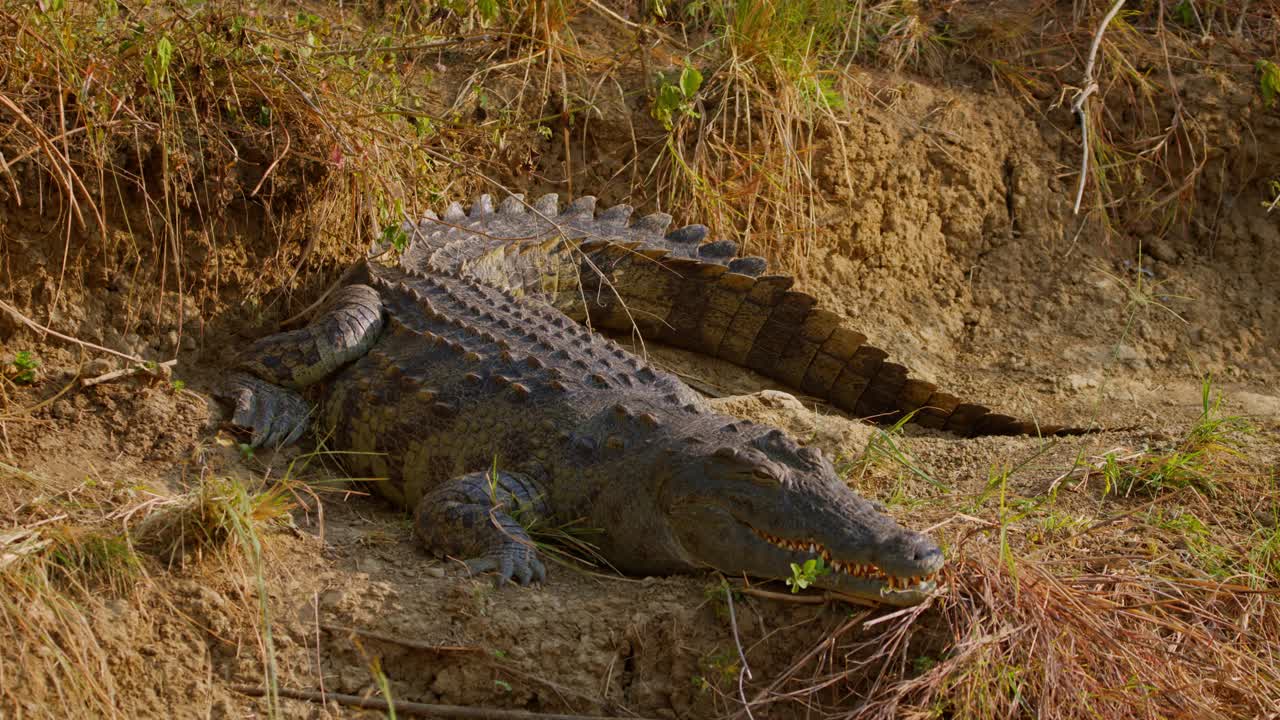 A Nile crocodile (Crocodylus niloticus) rests on the dusty riverbank of the Nile in Murchison Falls National Park, mouth slightly open as it absorbs heat, filmed from a nearby stationary position.