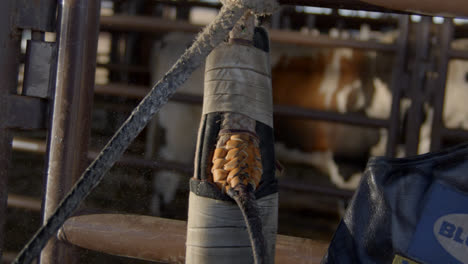 cowboy warms up bull-riding rosin rope in front of chute by pulling down on it repeatedly