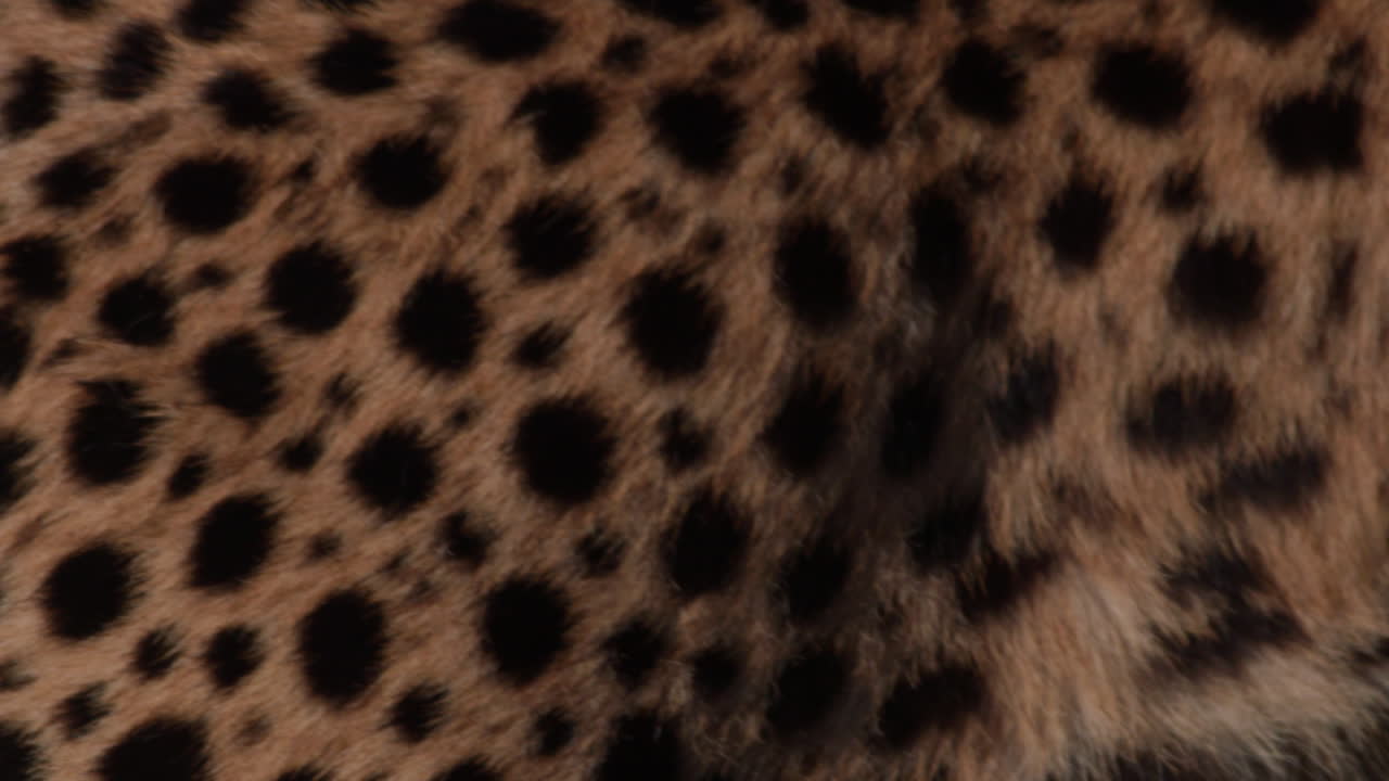 Close-up Detalhado da Pelagem e Cauda de Guepardo