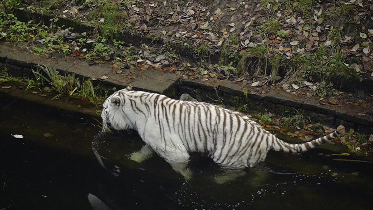 White Bengal Tiger walking in in a pond of water in nature reserve
