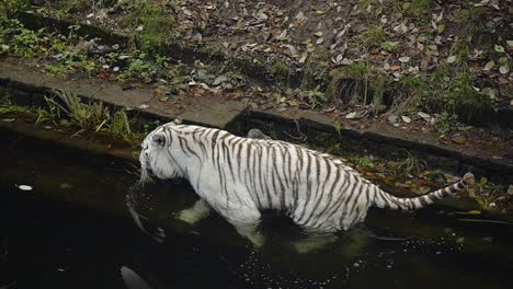 Weißer-Bengaltiger,-Der-In-Einem-Wasserteich-Im-Naturschutzgebiet-Spaziert