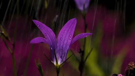 purple bellflower in the rain