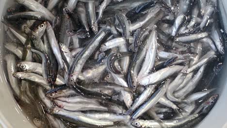 fresh anchovies in a container