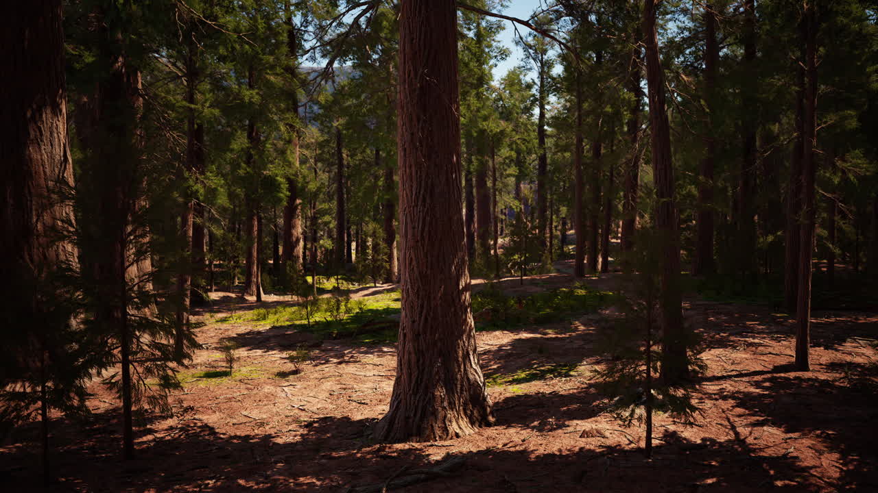 Vista classica delle famose sequoie giganti