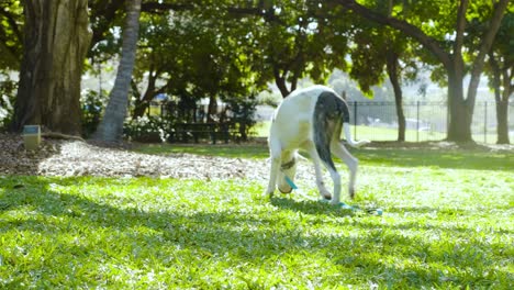 white dog relax on public park during family picnic