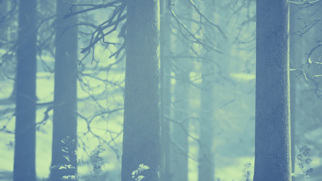 Misty forest landscape reveals tranquil nature in early morning light