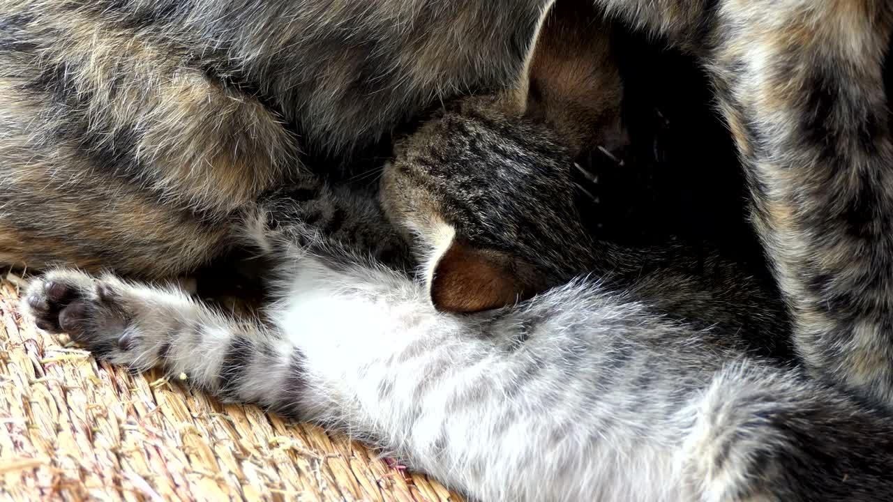 madre gato alimentando a sus gatitos