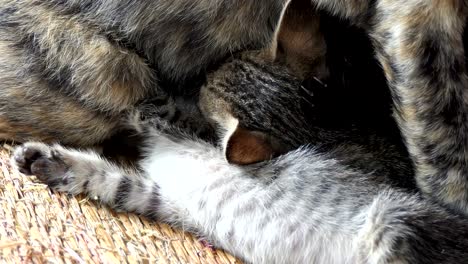 madre gato alimentando a sus gatitos